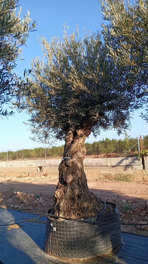 OBMA100 - Olea Europaea Olivo Bonsái Alto Malla Metálica