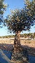 OBMA100 - Olea Europaea Olivo Bonsái Alto Malla Metálica