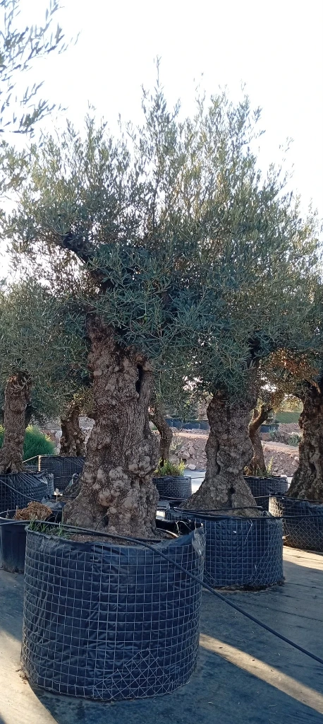 OBMA100 - Olea Europaea Olivo Bonsái Alto Malla Metálica