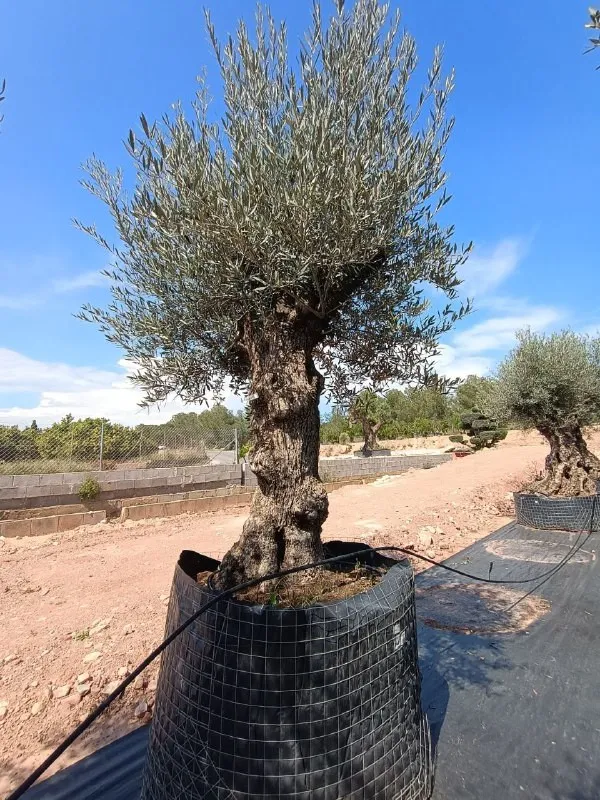 OBMA100 - Olea Europaea Olivo Bonsái Alto Malla Metálica