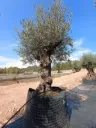 OBMA100 - Olea Europaea Olivo Bonsái Alto Malla Metálica