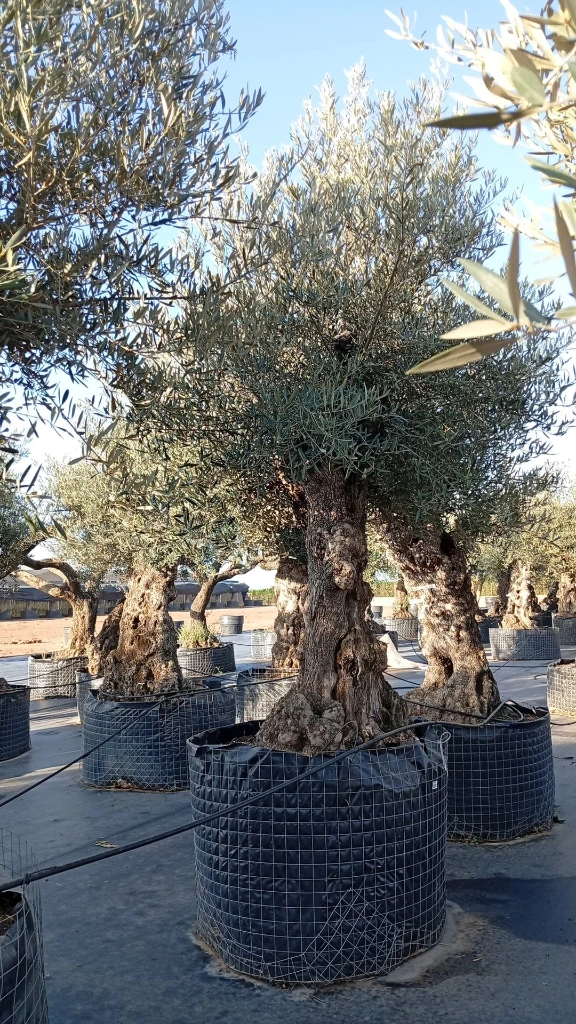 OBMA100 - Olea Europaea Olivo Bonsái Alto Malla Metálica