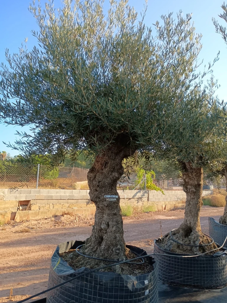 OBMA100 - Olea Europaea Olivo Bonsái Alto Malla Metálica