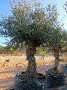 OBMA100 - Olea Europaea Olivo Bonsái Alto Malla Metálica