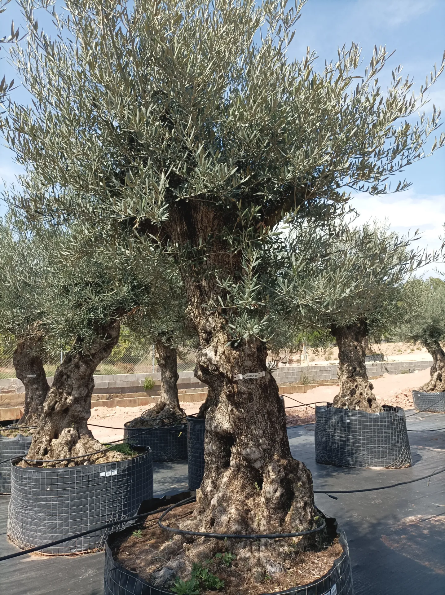 OBMA100 - Olea Europaea Olivo Bonsái Alto Malla Metálica