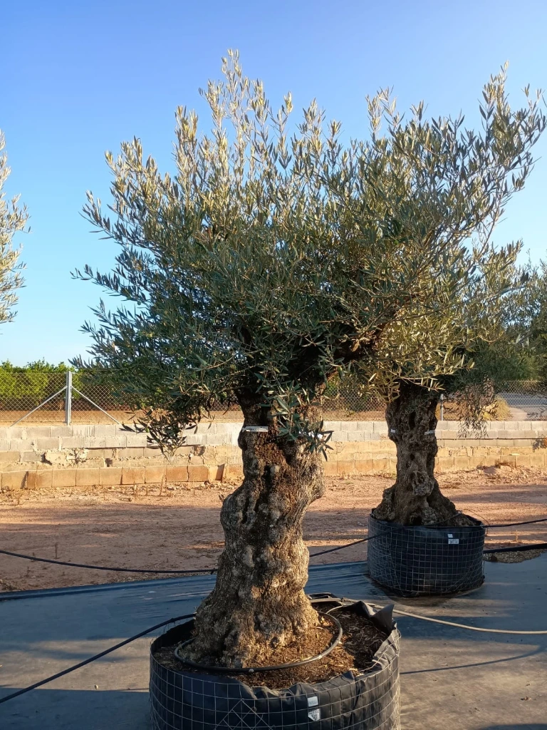 OBMA100 - Olea Europaea Olivo Bonsái Alto Malla Metálica