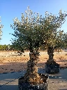 OBMA100 - Olea Europaea Olivo Bonsái Alto Malla Metálica
