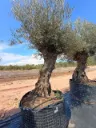 OBMA100 - Olea Europaea Olivo Bonsái Alto Malla Metálica