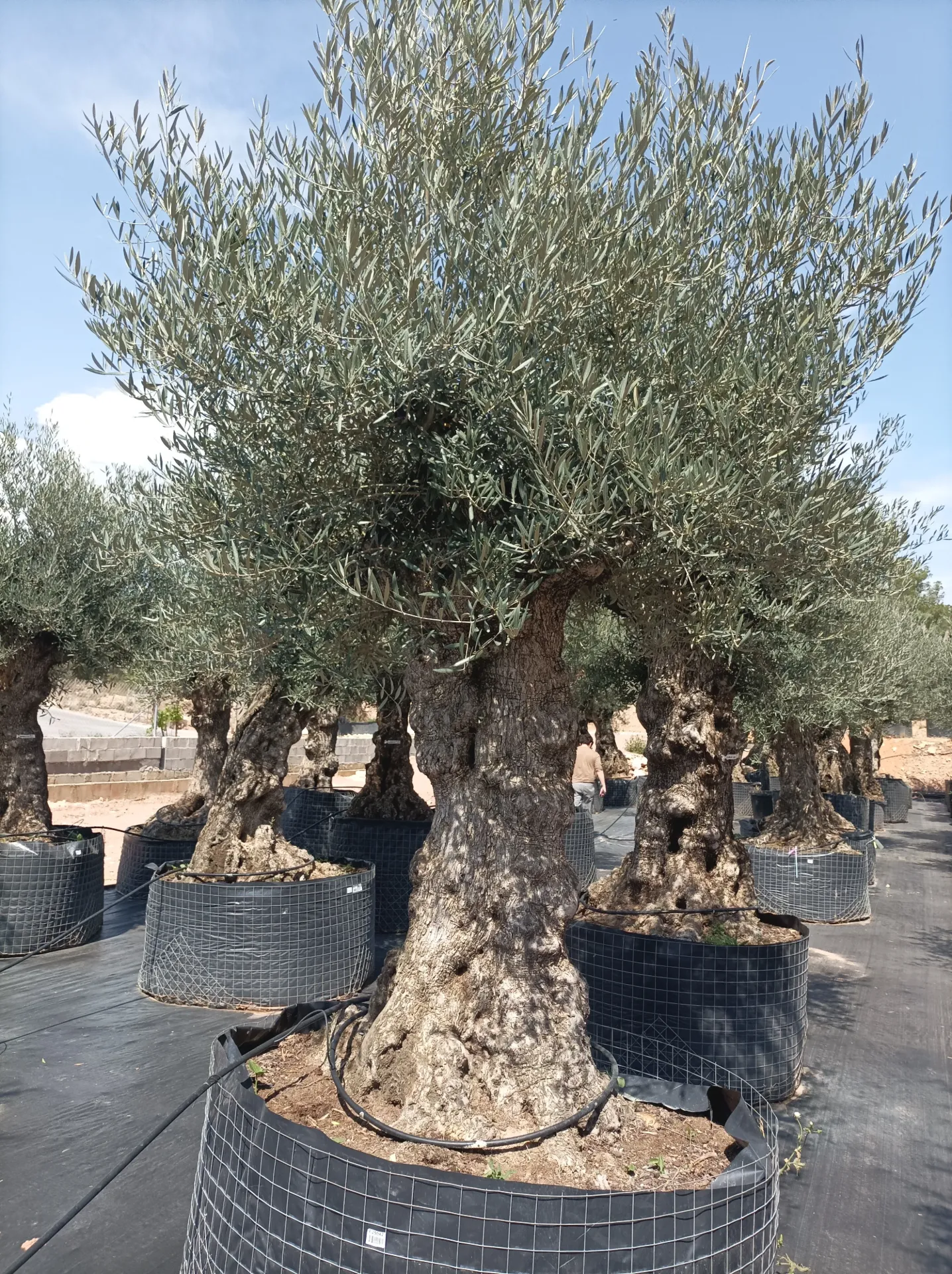 OBMA100 - Olea Europaea Olivo Bonsái Alto Malla Metálica