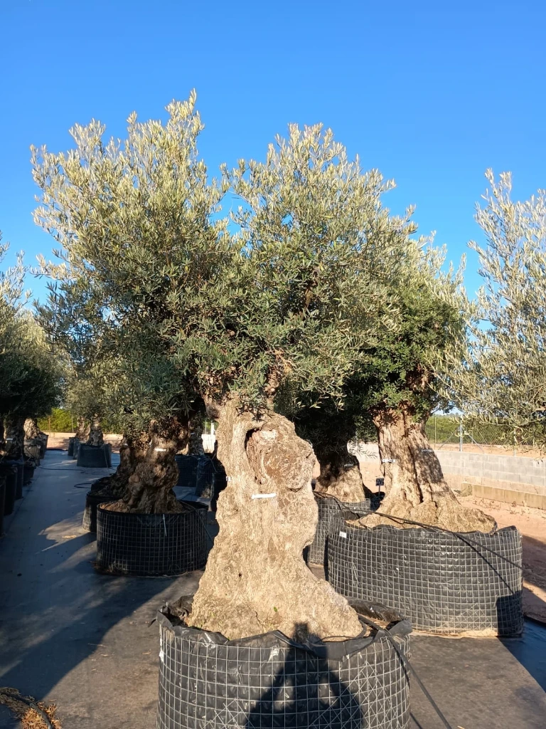 OBMA100 - Olea Europaea Olivo Bonsái Alto Malla Metálica