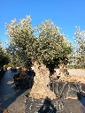 OBMA100 - Olea Europaea Olivo Bonsái Alto Malla Metálica