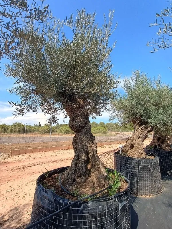 OBMA100 - Olea Europaea Olivo Bonsái Alto Malla Metálica