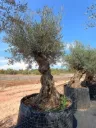 OBMA100 - Olea Europaea Olivo Bonsái Alto Malla Metálica