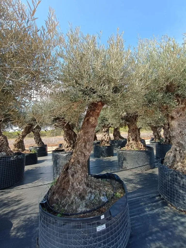 OBMA100 - Olea Europaea Olivo Bonsái Alto Malla Metálica