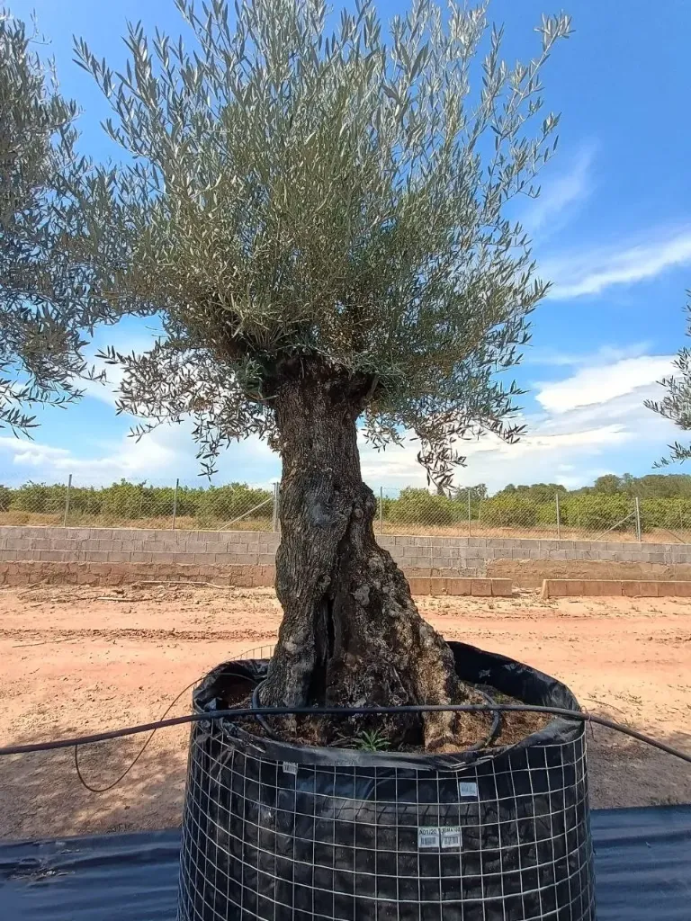 OBMA100 - Olea Europaea Olivo Bonsái Alto Malla Metálica
