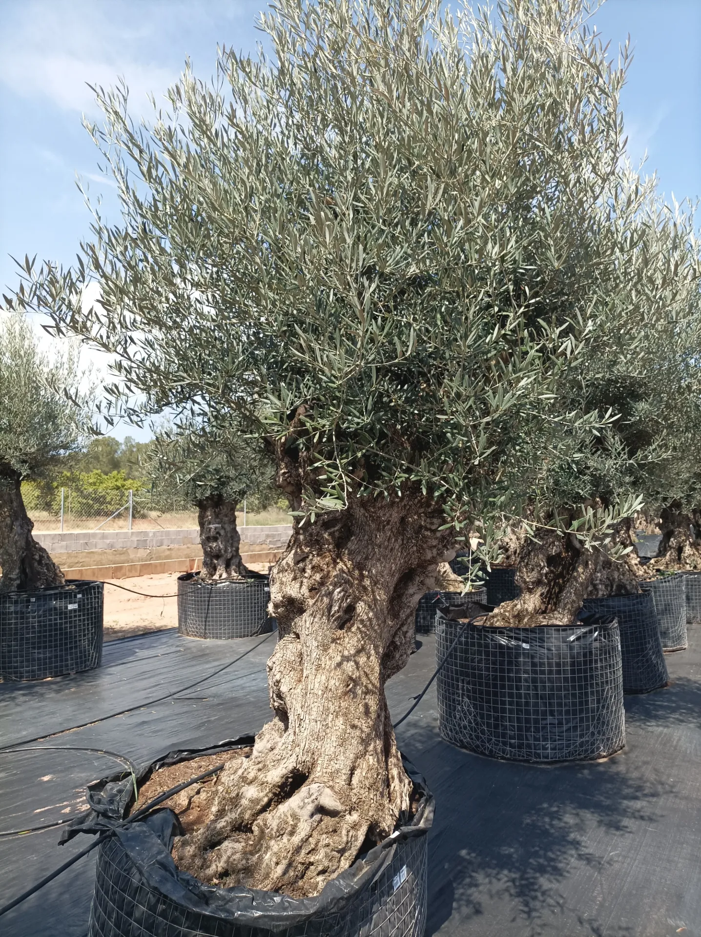 OBMA100 - Olea Europaea Olivo Bonsái Alto Malla Metálica