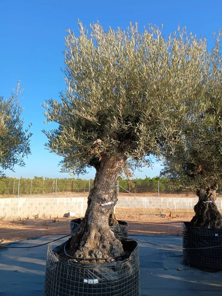 OBMA100 - Olea Europaea Olivo Bonsái Alto Malla Metálica