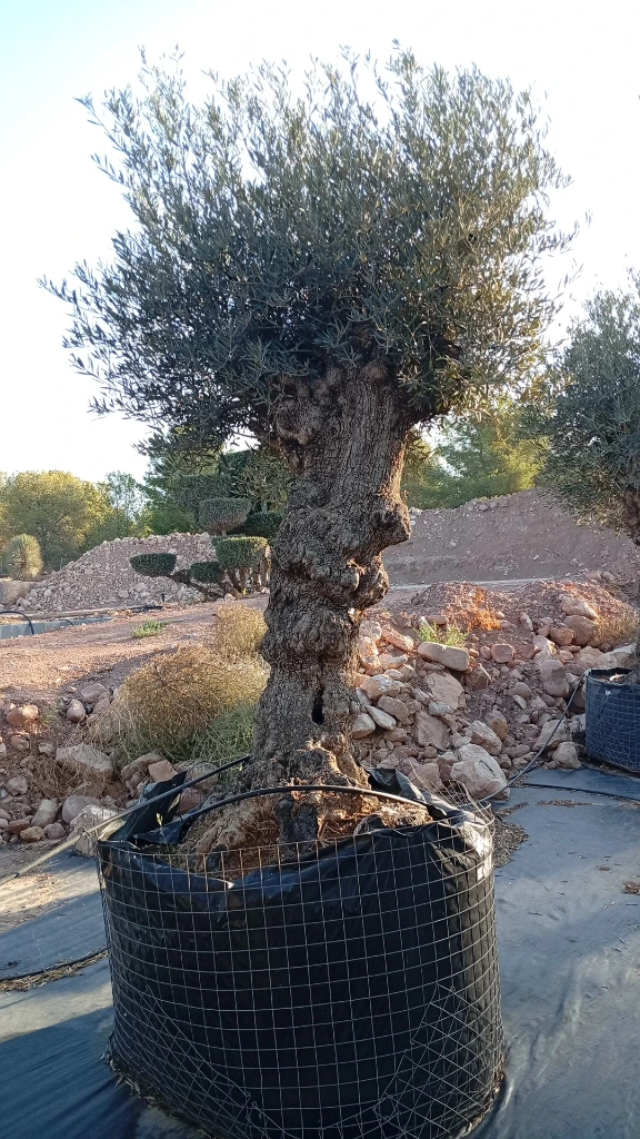 OBMA120 - Olea Europaea Olivo Bonsái Alto Malla Metálica