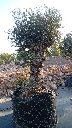 OBMA120 - Olea Europaea Olivo Bonsái Alto Malla Metálica