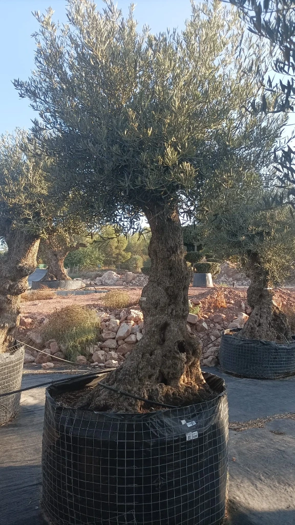 OBMA120 - Olea Europaea Olivo Bonsái Alto Malla Metálica