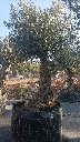 OBMA120 - Olea Europaea Olivo Bonsái Alto Malla Metálica