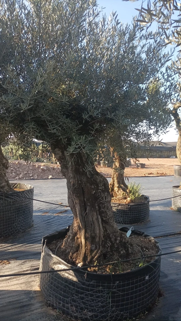 OBMA120 - Olea Europaea Olivo Bonsái Alto Malla Metálica