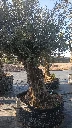 OBMA120 - Olea Europaea Olivo Bonsái Alto Malla Metálica