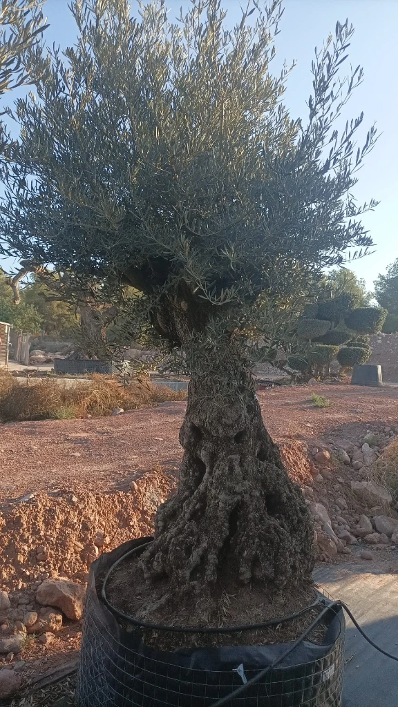 OBMA120 - Olea Europaea Olivo Bonsái Alto Malla Metálica