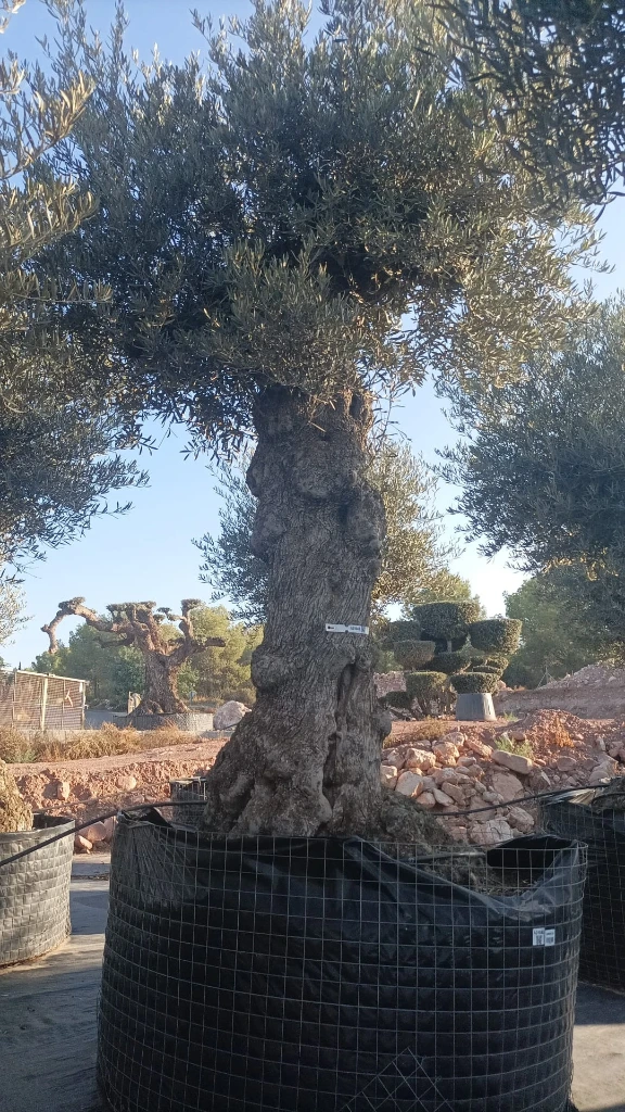 OBMA120 - Olea Europaea Olivo Bonsái Alto Malla Metálica