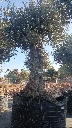 OBMA120 - Olea Europaea Olivo Bonsái Alto Malla Metálica