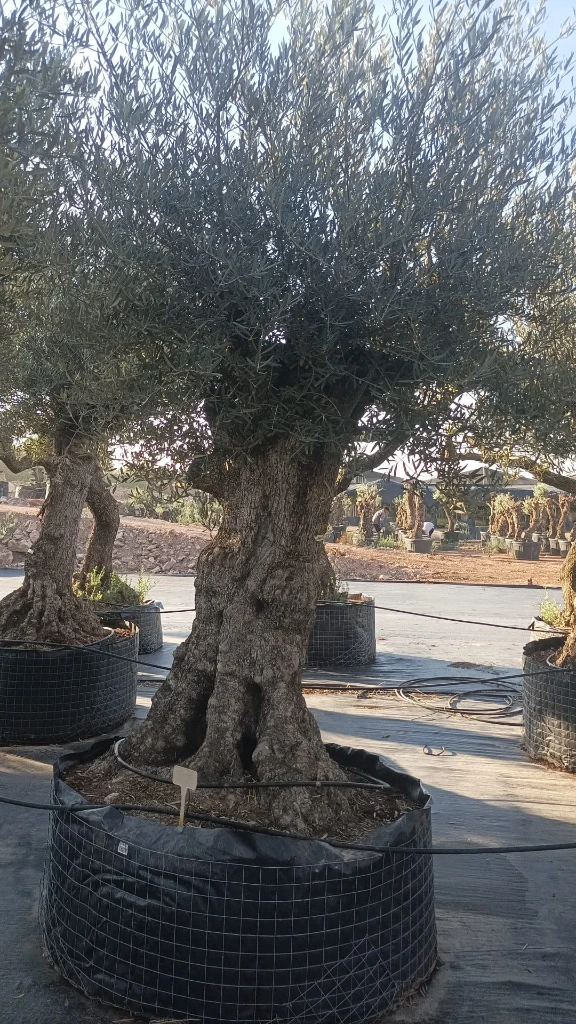 OBMA120 - Olea Europaea Olivo Bonsái Alto Malla Metálica