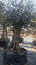 OBMA120 - Olea Europaea Olivo Bonsái Alto Malla Metálica