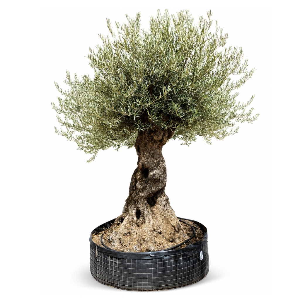 OBMA120 - Olea Europaea Olivo Bonsái Alto Malla Metálica
