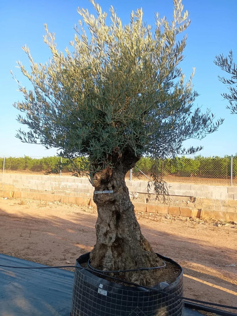 OBMA120 - Olea Europaea Olivo Bonsái Alto Malla Metálica