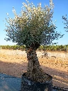 OBMA120 - Olea Europaea Olivo Bonsái Alto Malla Metálica