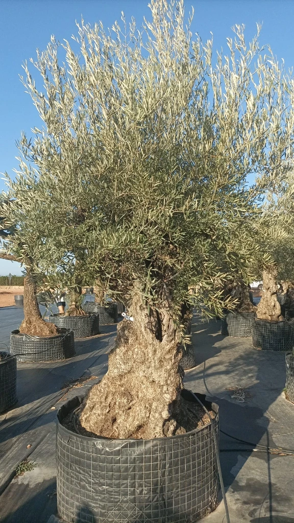 OBMA120 - Olea Europaea Olivo Bonsái Alto Malla Metálica