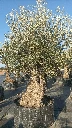 OBMA120 - Olea Europaea Olivo Bonsái Alto Malla Metálica