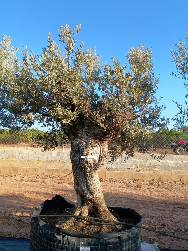 OBMA120 - Olea Europaea Olivo Bonsái Alto Malla Metálica