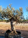 OBMA120 - Olea Europaea Olivo Bonsái Alto Malla Metálica