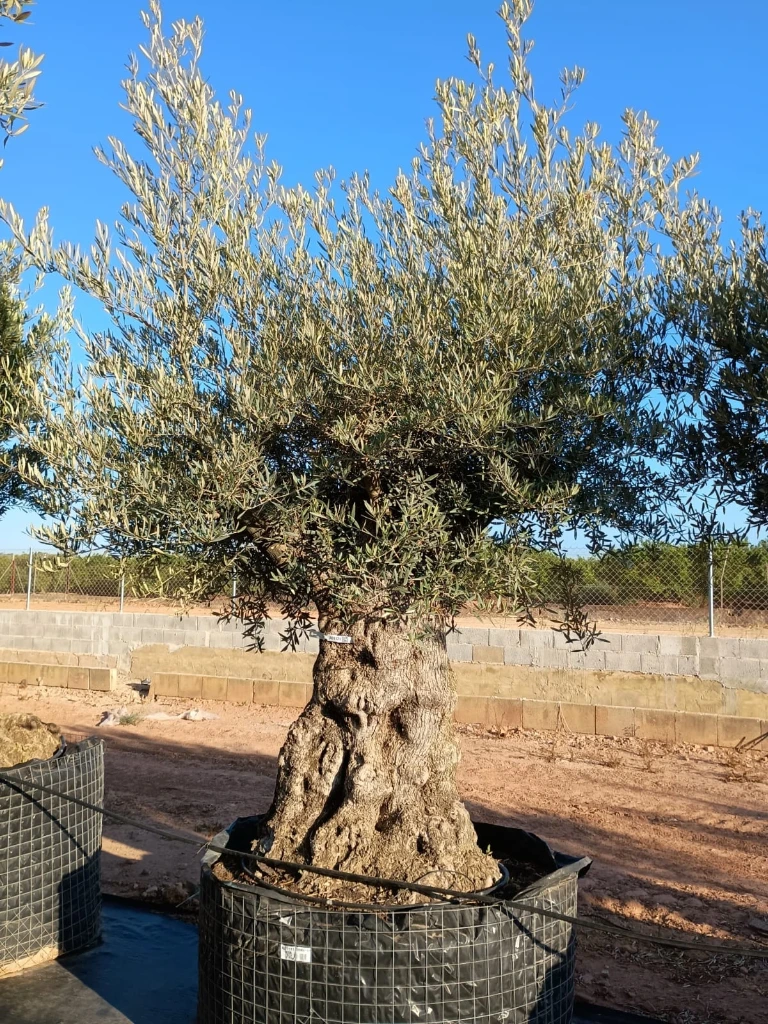 OBMA120 - Olea Europaea Olivo Bonsái Alto Malla Metálica