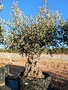 OBMA120 - Olea Europaea Olivo Bonsái Alto Malla Metálica