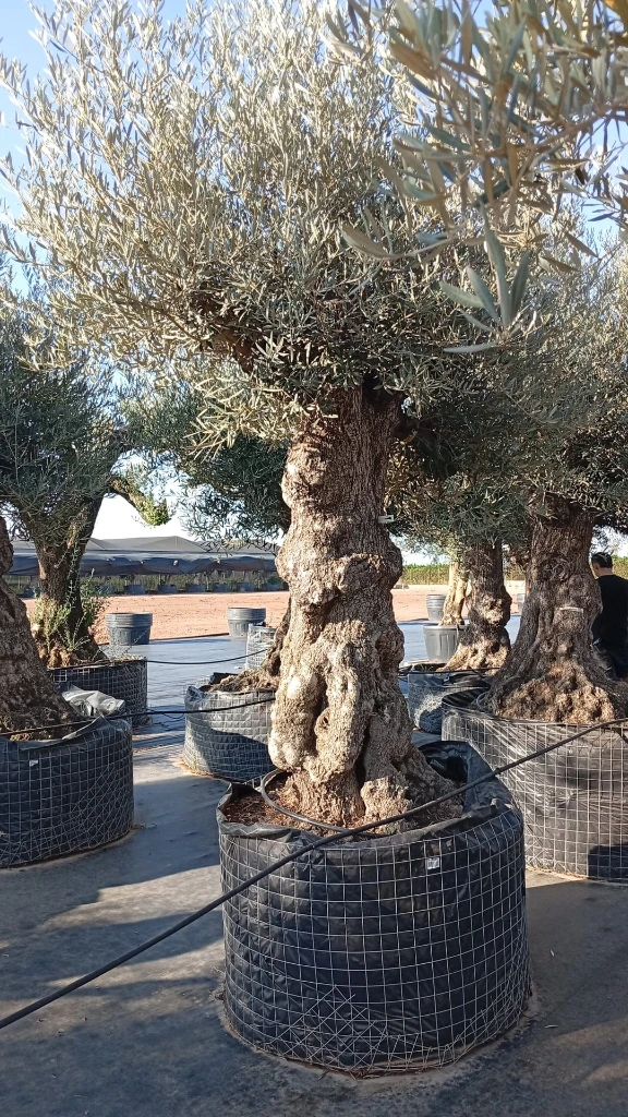 OBMA120 - Olea Europaea Olivo Bonsái Alto Malla Metálica