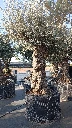 OBMA120 - Olea Europaea Olivo Bonsái Alto Malla Metálica