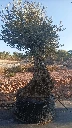 OBMA140 - Olea Europaea Olivo Bonsái Alto Malla Metálica