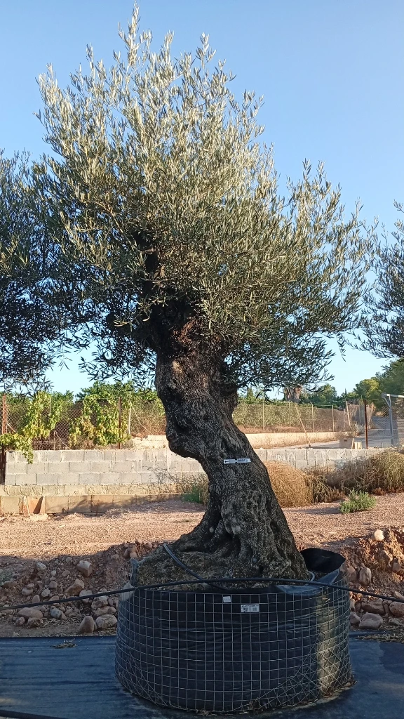 OBMA140 - Olea Europaea Olivo Bonsái Alto Malla Metálica
