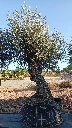 OBMA140 - Olea Europaea Olivo Bonsái Alto Malla Metálica