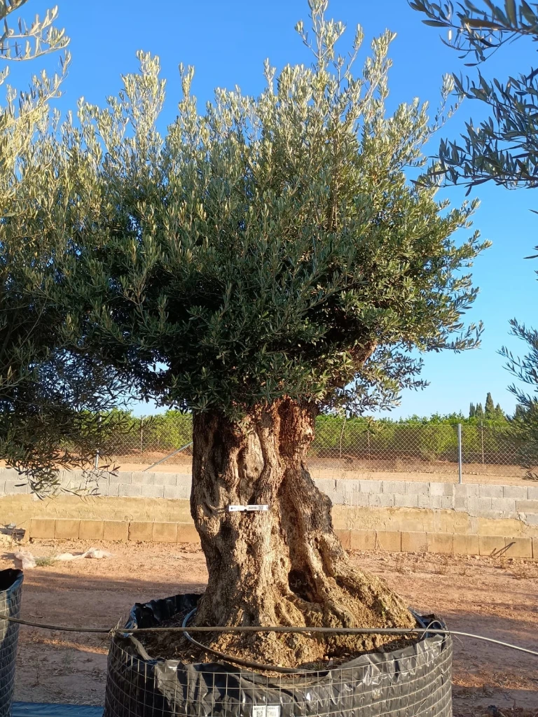 OBMA140 - Olea Europaea Olivo Bonsái Alto Malla Metálica