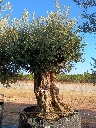 OBMA140 - Olea Europaea Olivo Bonsái Alto Malla Metálica