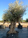 OBMA140 - Olea Europaea Olivo Bonsái Alto Malla Metálica