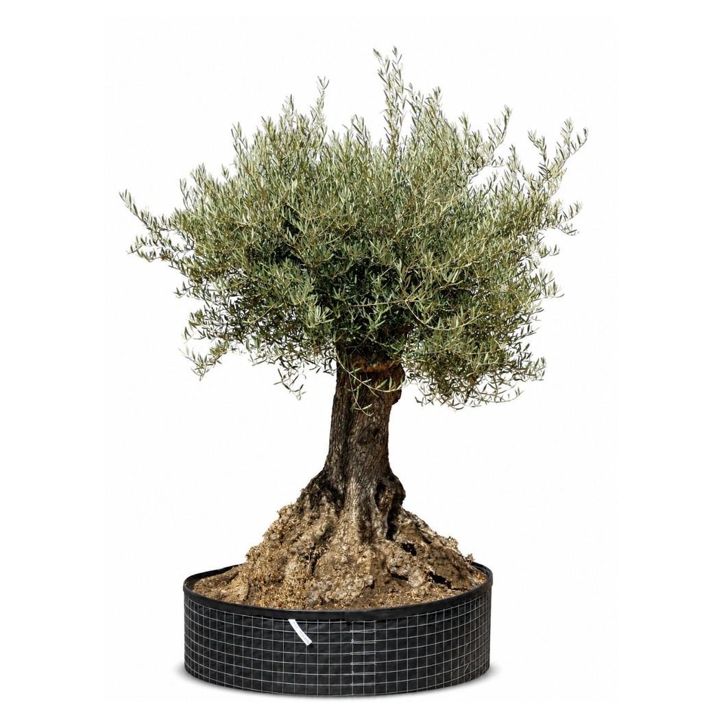 [OBMA100X] OBMA100 - Olea Europaea Olivo Bonsái Alto Malla Metálica (GENERICO [OBMA100])